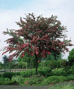 Rosenhagtorn 'Paul's Scarlet' Krukodlad>Omnia garden New