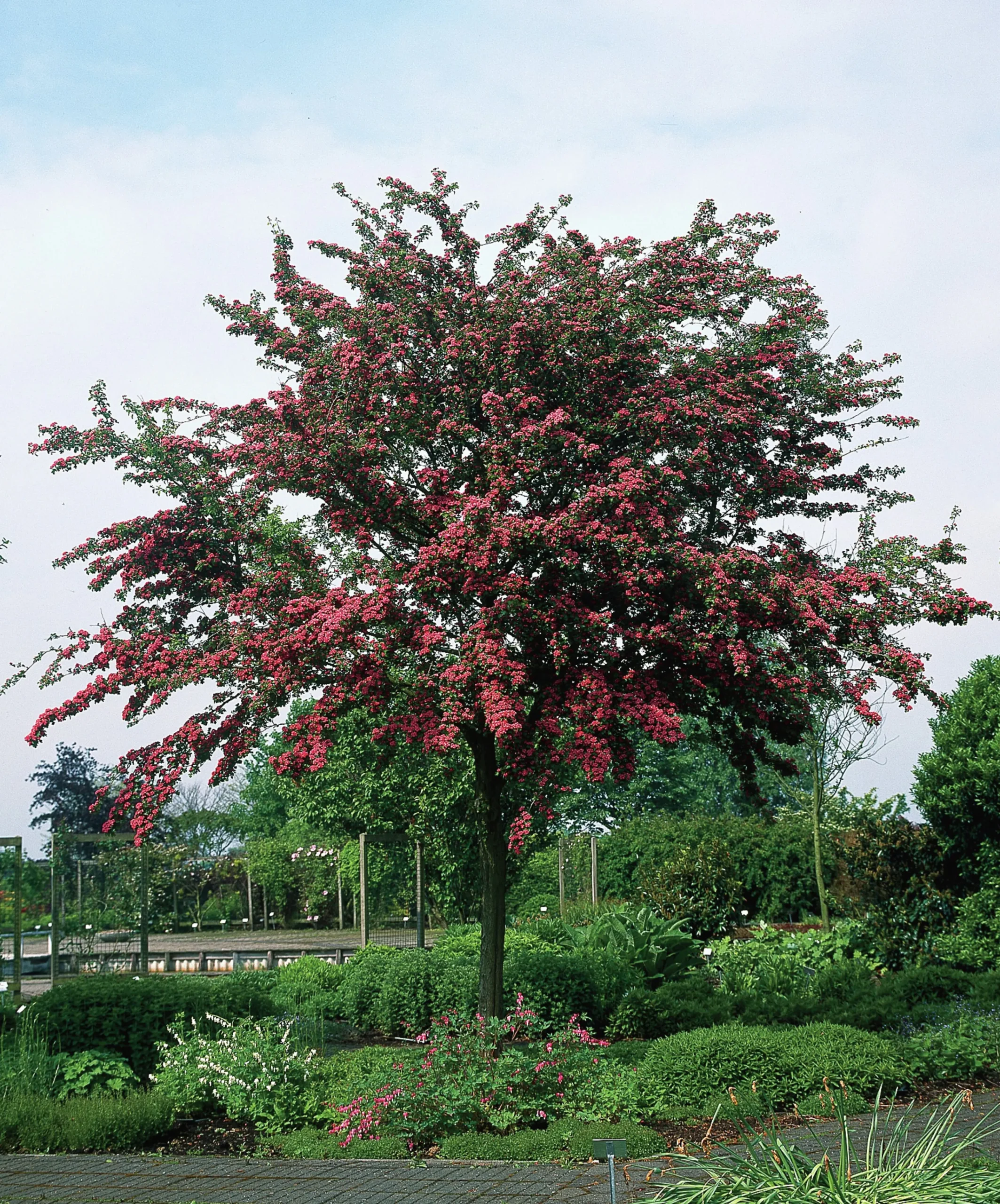 Rosenhagtorn 'Paul's Scarlet' Krukodlad>Omnia garden New
