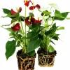 Rosenkalla lat. Anthurium andreanum Mix>Mäster Grön New