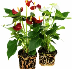 Rosenkalla lat. Anthurium andreanum Mix>Mäster Grön New