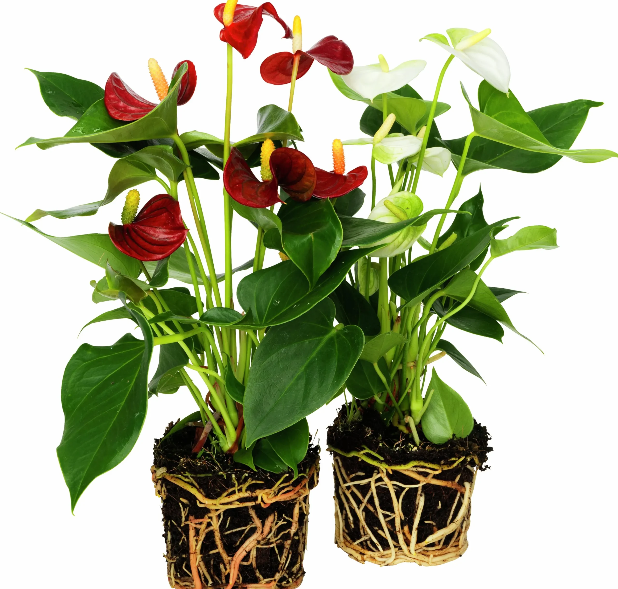 Rosenkalla lat. Anthurium andreanum Mix>Mäster Grön New