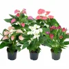 Rosenkalla lat. Anthurium Andraeanum Pastell>Mäster Grön
