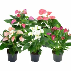 Rosenkalla lat. Anthurium Andraeanum Pastell>Mäster Grön
