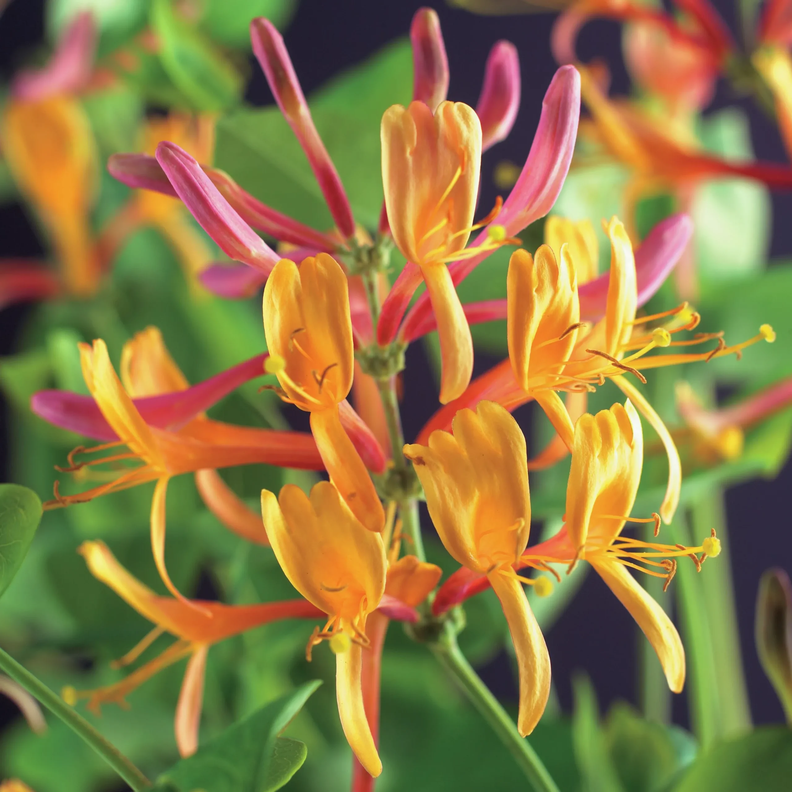 Rosenkaprifol 'American Beauty'>Omnia garden Hot