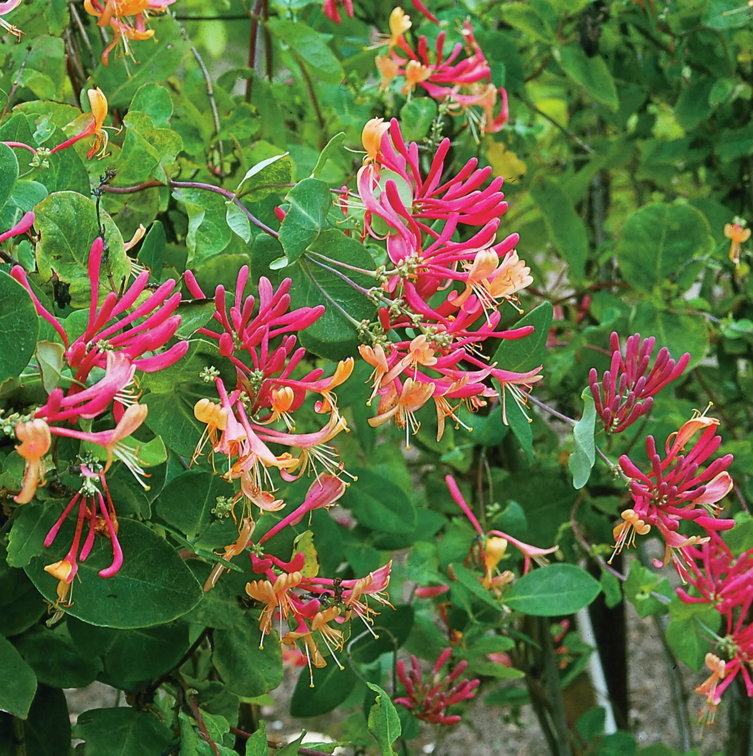 Rosenkaprifol 'American Beauty'>Omnia garden Hot