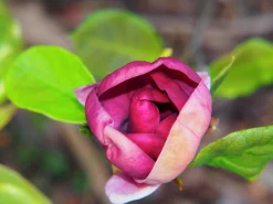 Rosenmagnolia 'Genie'><noscript><img width=
