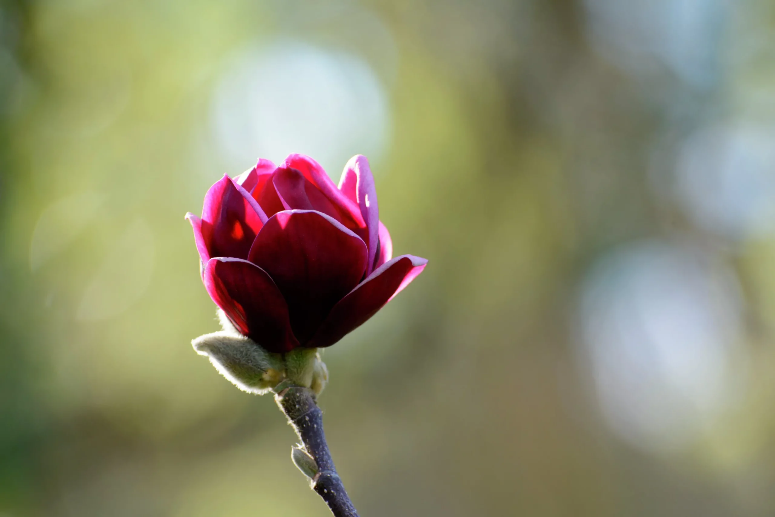 Rosenmagnolia 'Genie'>Omnia garden Clearance