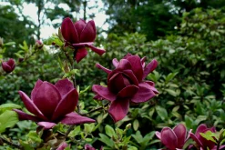 Rosenmagnolia 'Genie' Krukodlad><noscript><img width=