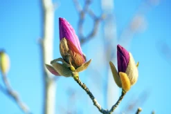Rosenmagnolia 'Genie' Krukodlad><noscript><img width=