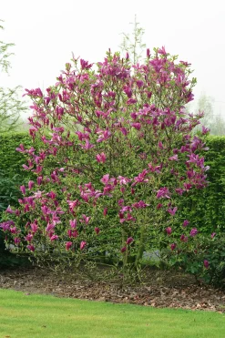Rosenmagnolia 'Susan' Krukodlad>Omnia garden New