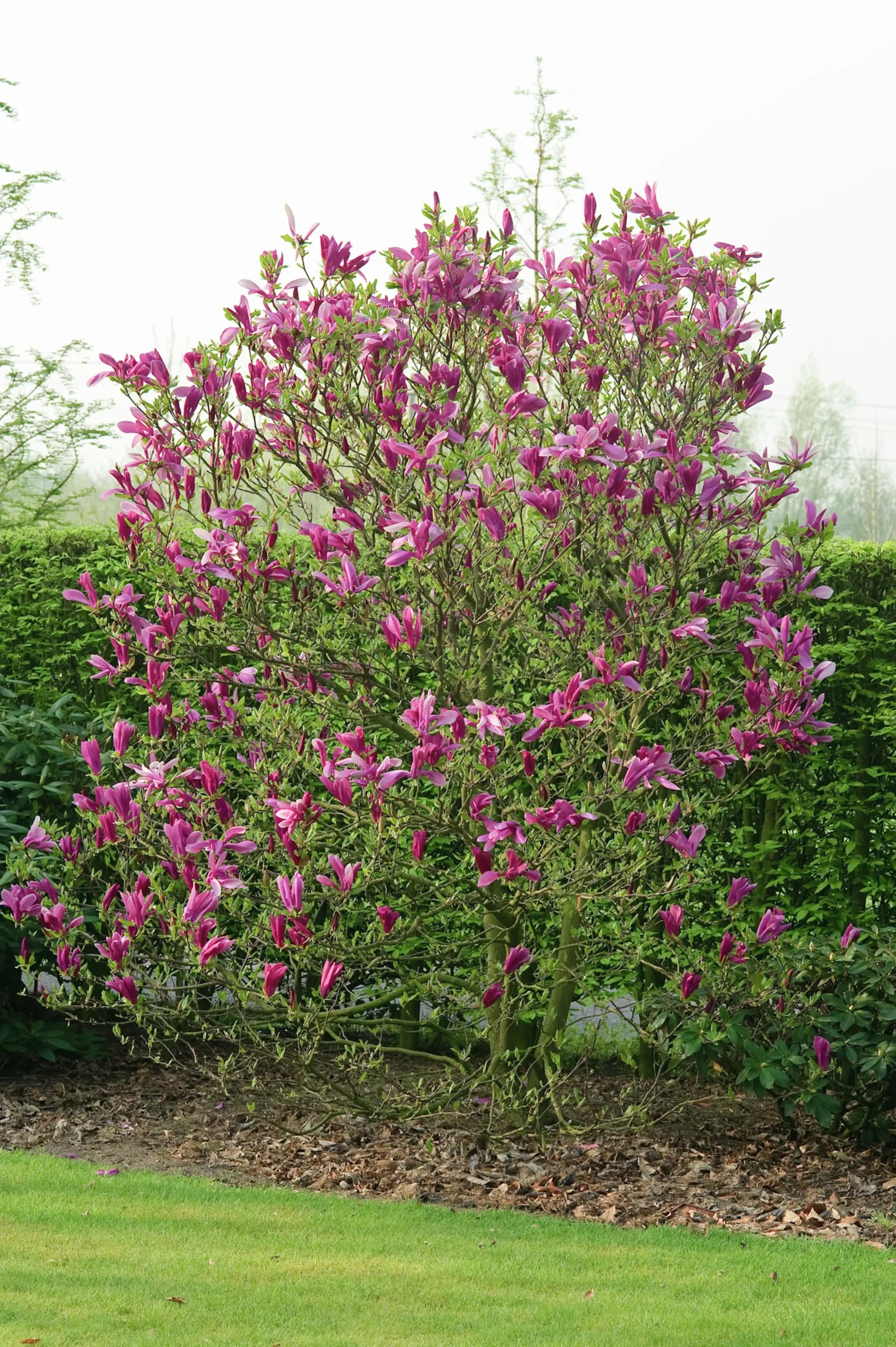Rosenmagnolia 'Susan' Krukodlad>Omnia garden New