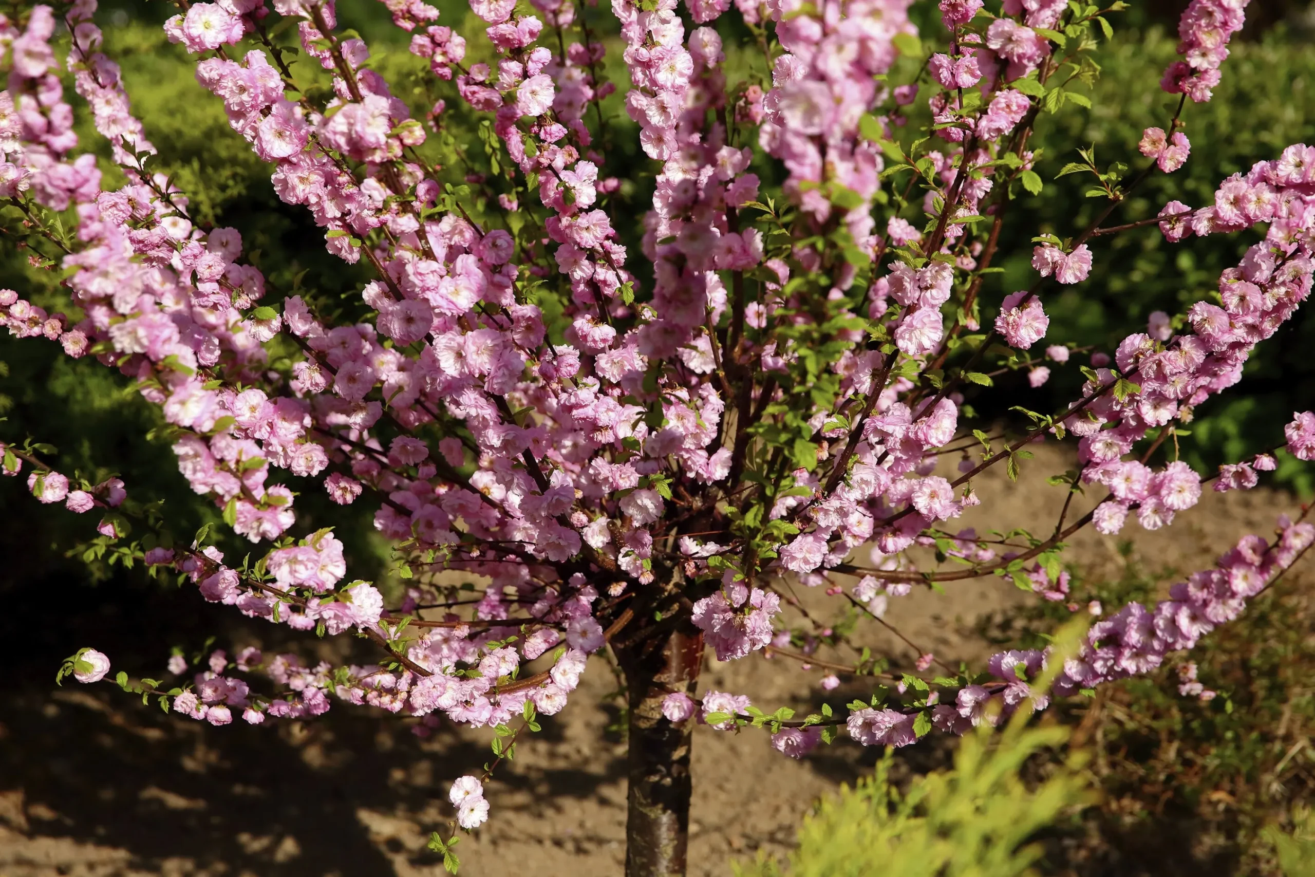 Rosenmandel>Omnia garden Online