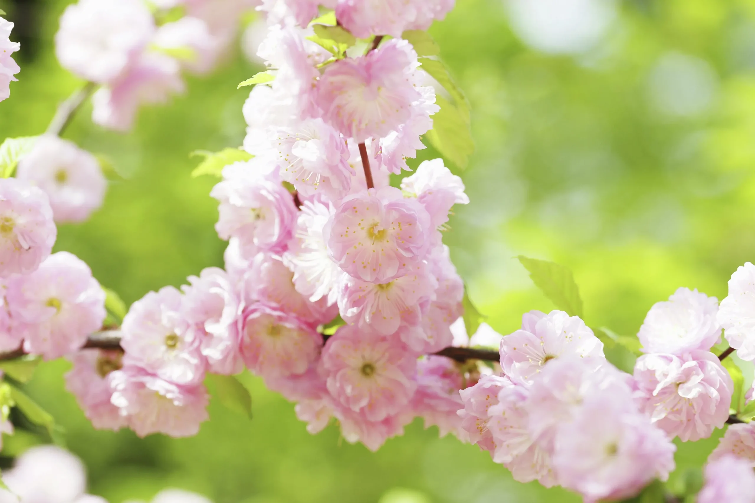 Rosenmandel>Omnia garden Online