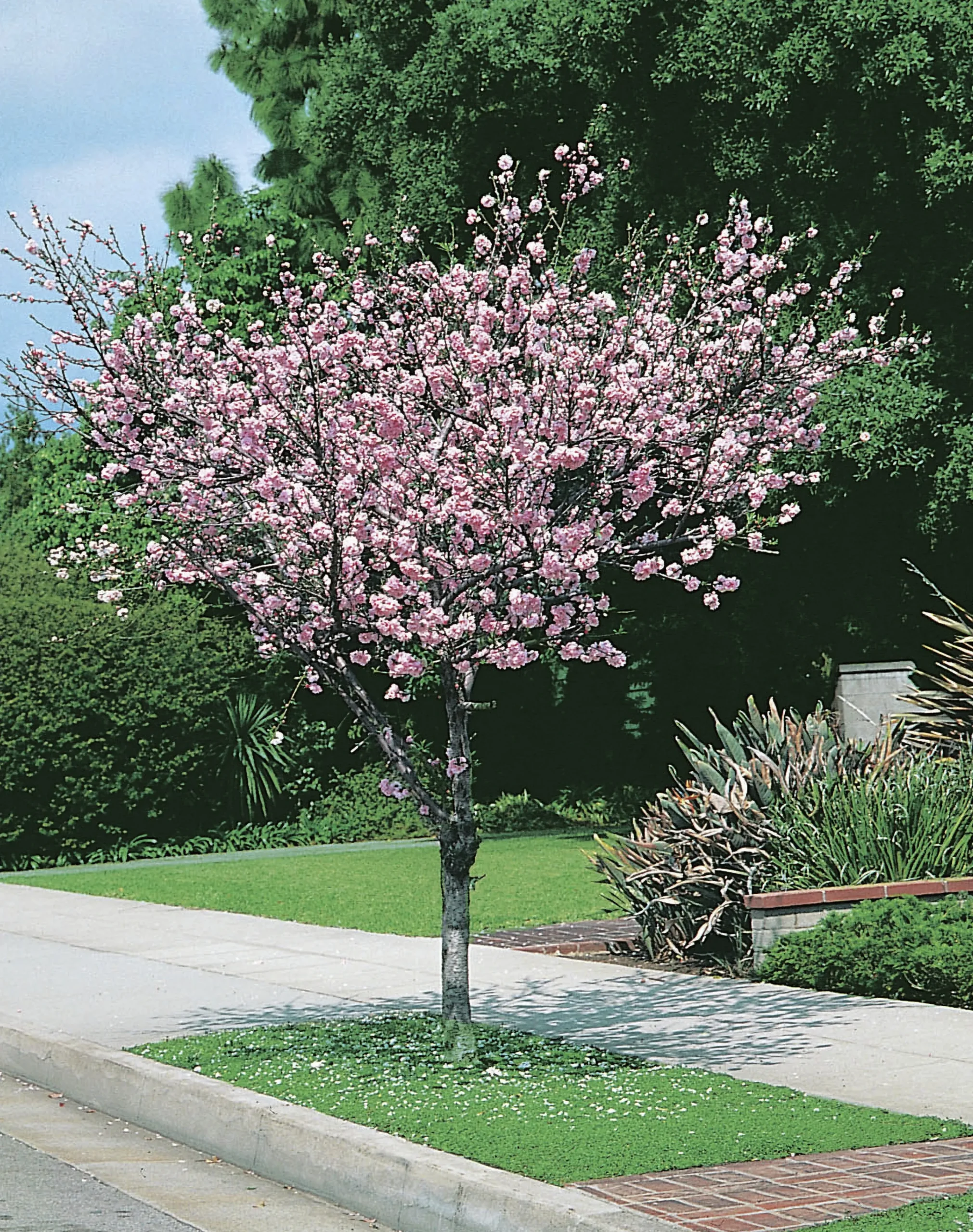 Rosenmandel>Omnia garden Online