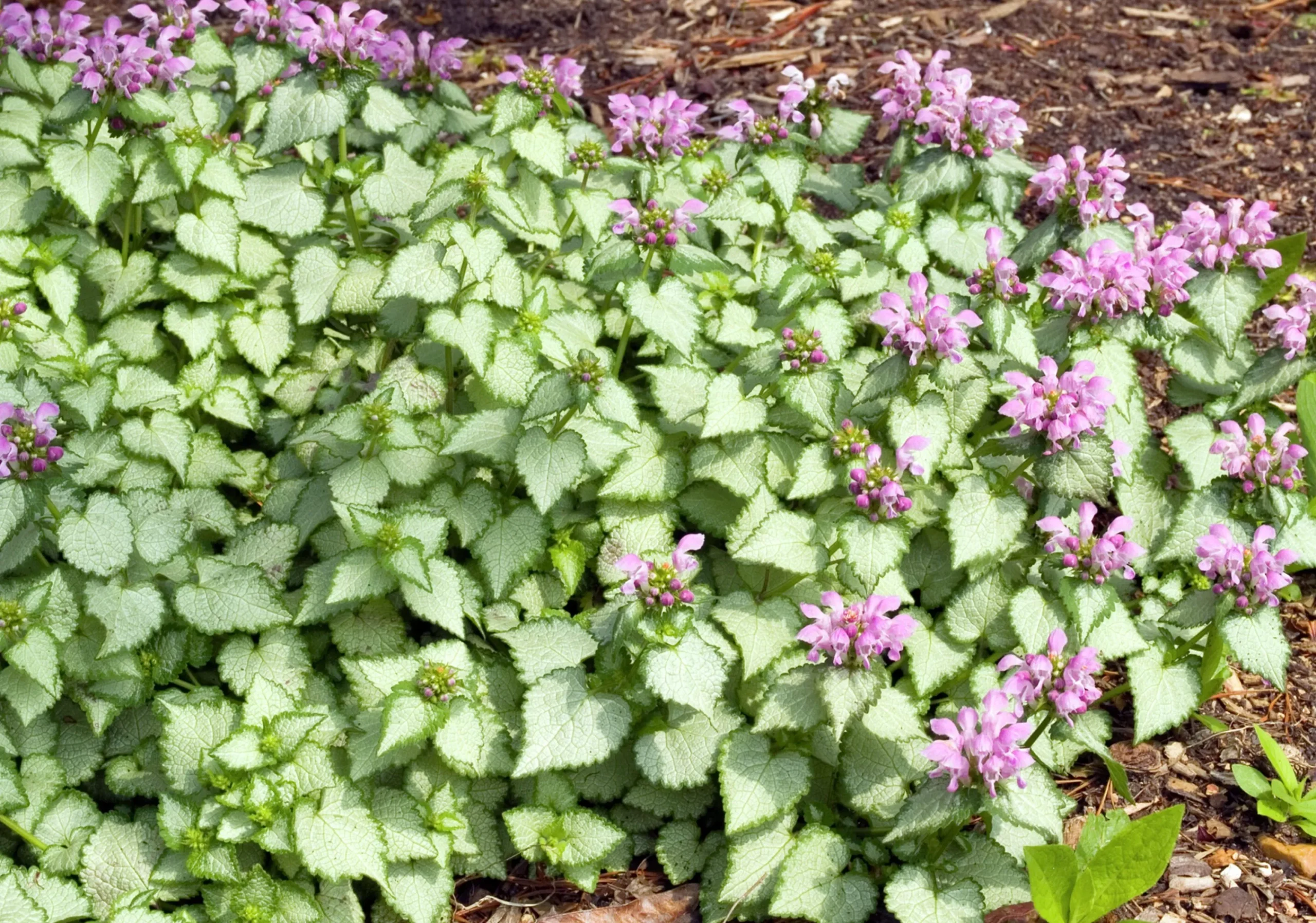 Rosenplister 'Beacon Silver'>Omnia garden Clearance