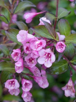 Rosenprakttry 'Alexandra' Krukodlad>Omnia garden Online