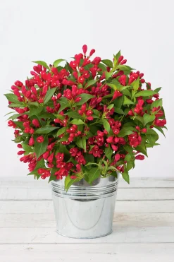 Rosenprakttry 'All Summer Red'>Omnia garden New