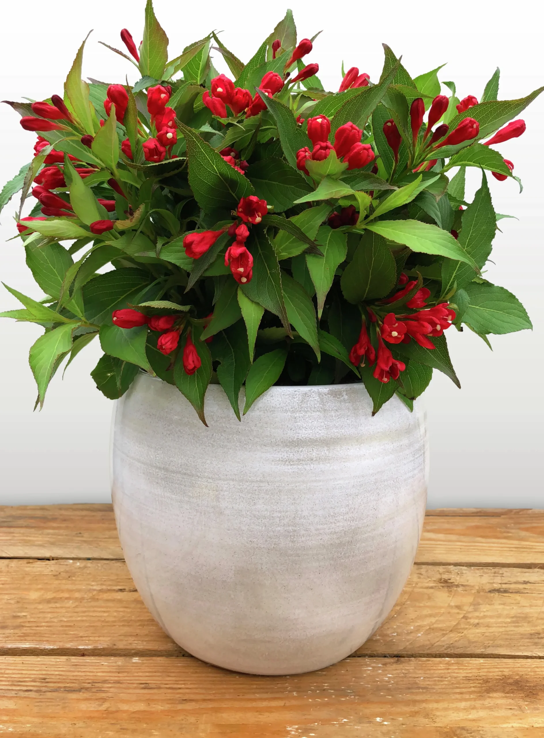 Rosenprakttry 'All Summer Red'>Omnia garden New