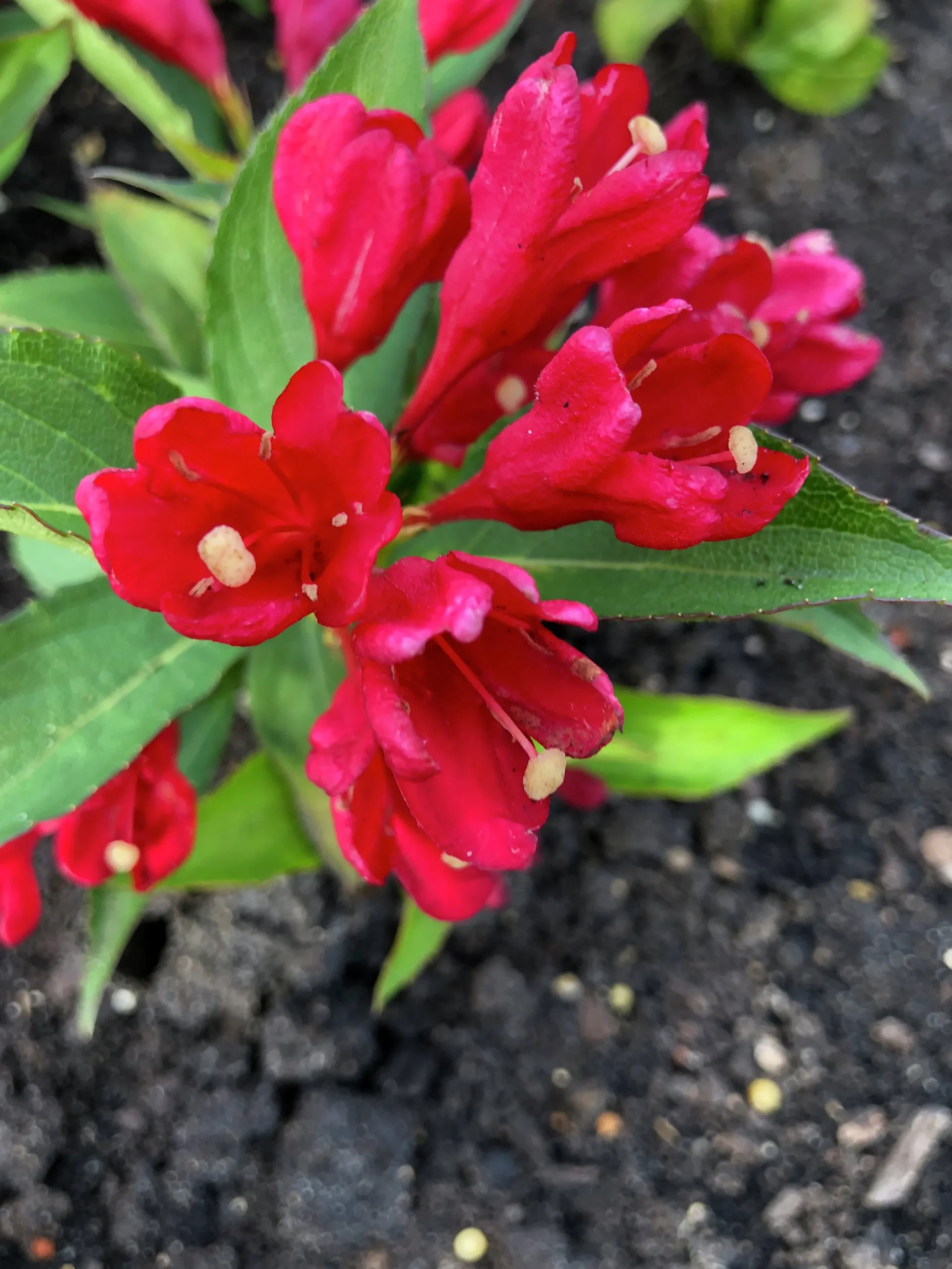 Rosenprakttry 'All Summer Red'>Omnia garden New