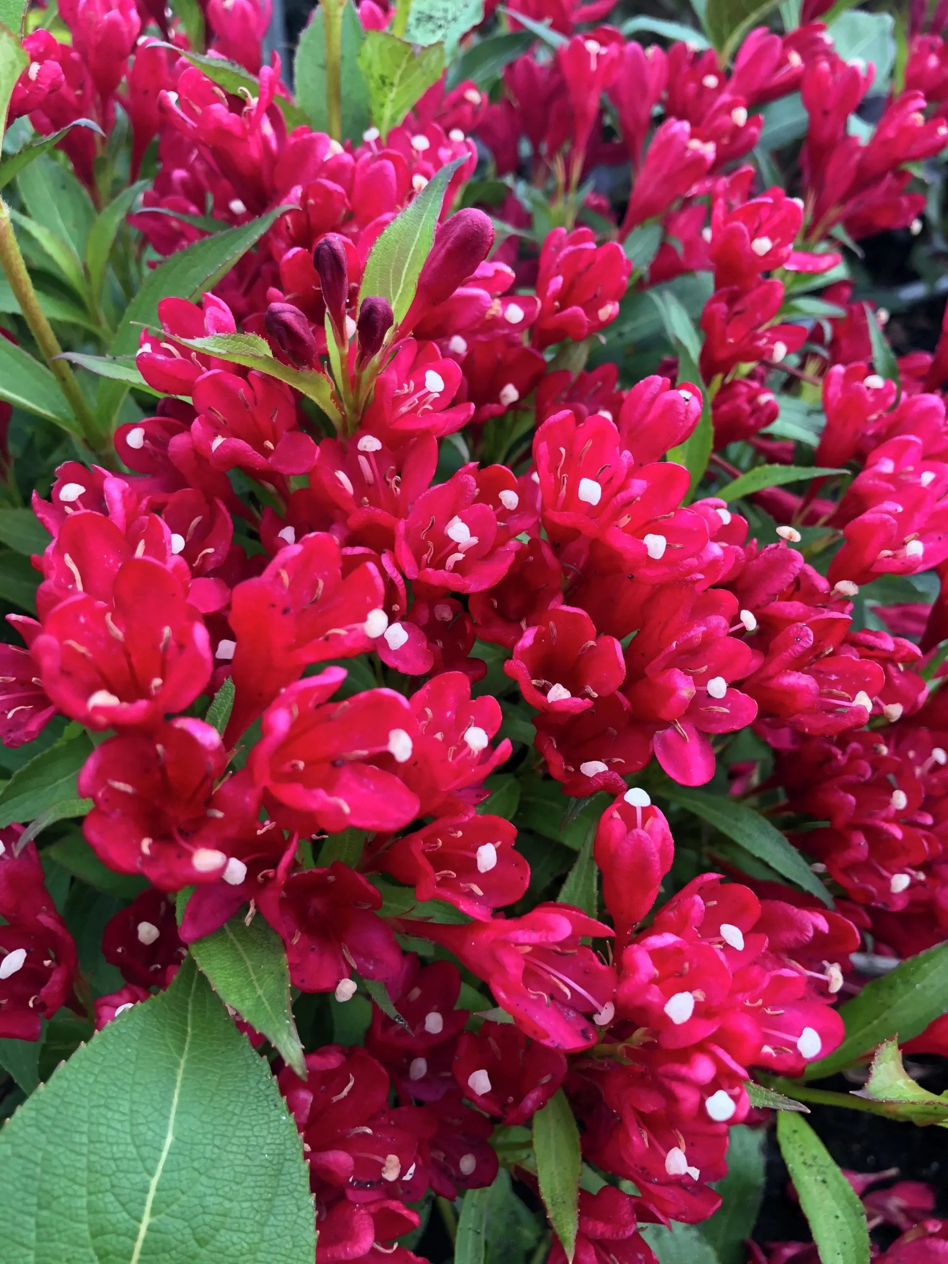 Rosenprakttry 'All Summer Red'>Omnia garden New