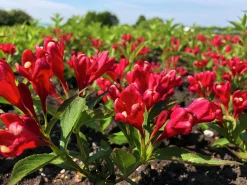 Rosenprakttry 'All Summer Red'><noscript><img width=