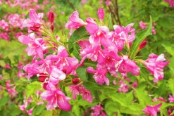 Rosenprakttry 'Korea' Certifierad Krukodlad>Omnia garden Clearance