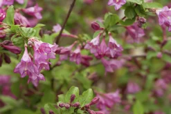 Rosenprakttry 'Korea' Certifierad Krukodlad>Omnia garden Clearance