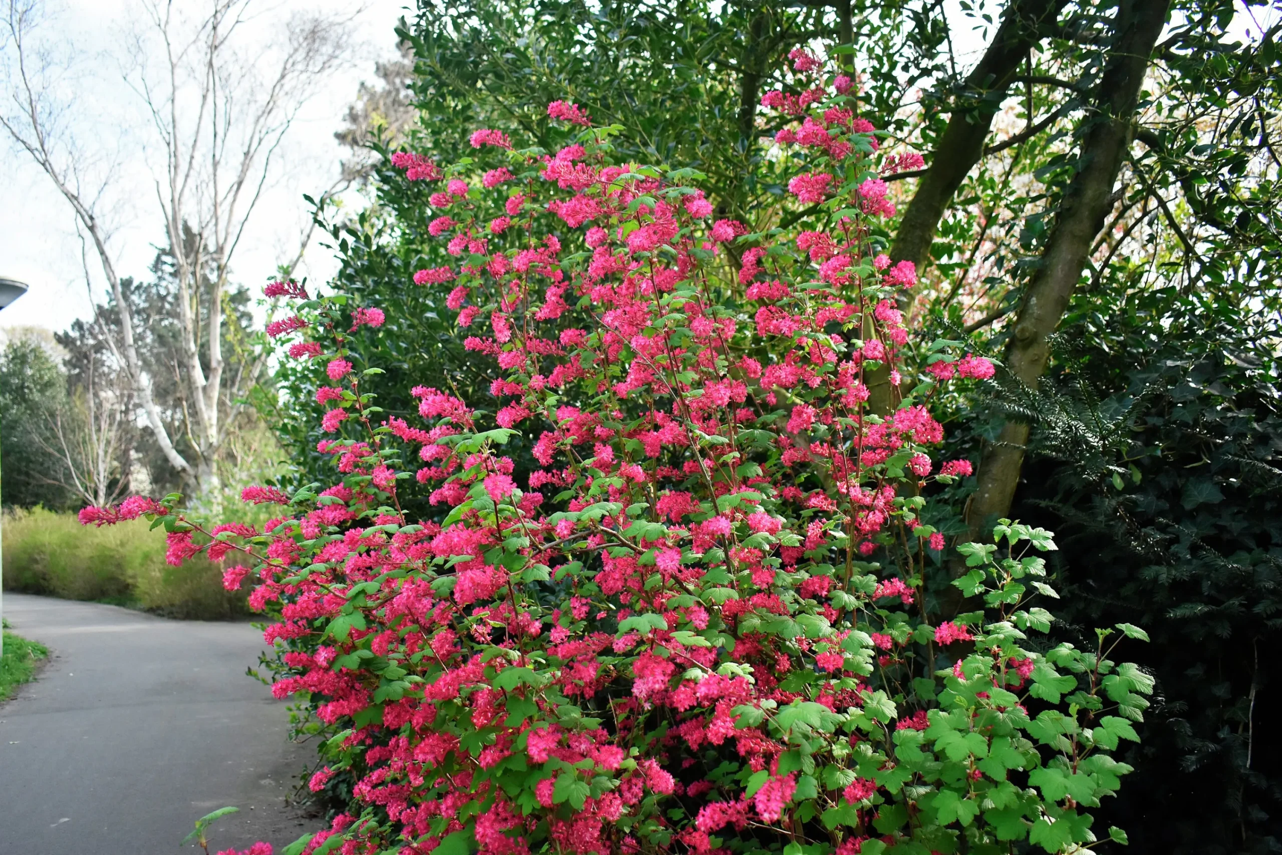 Rosenrips 'King Edward VII'>Omnia garden