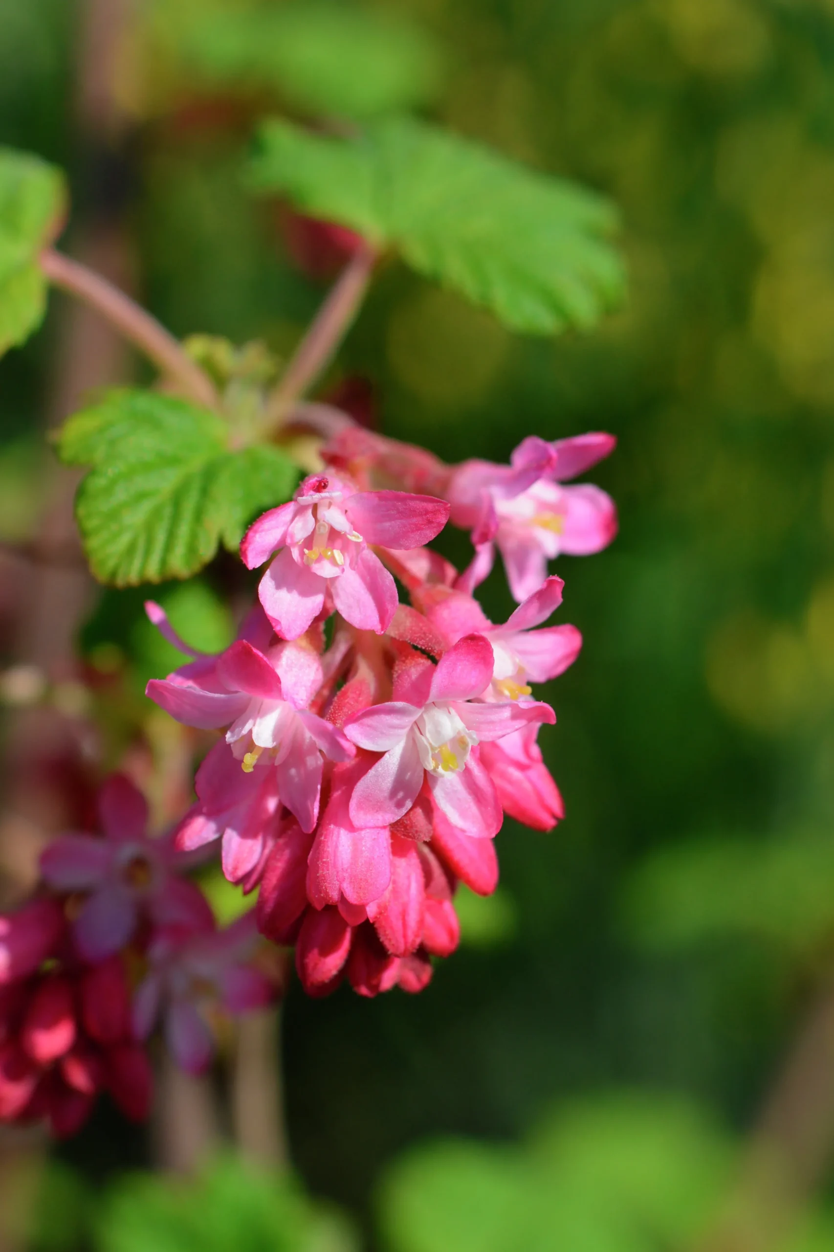 Rosenrips 'King Edward VII'>Omnia garden