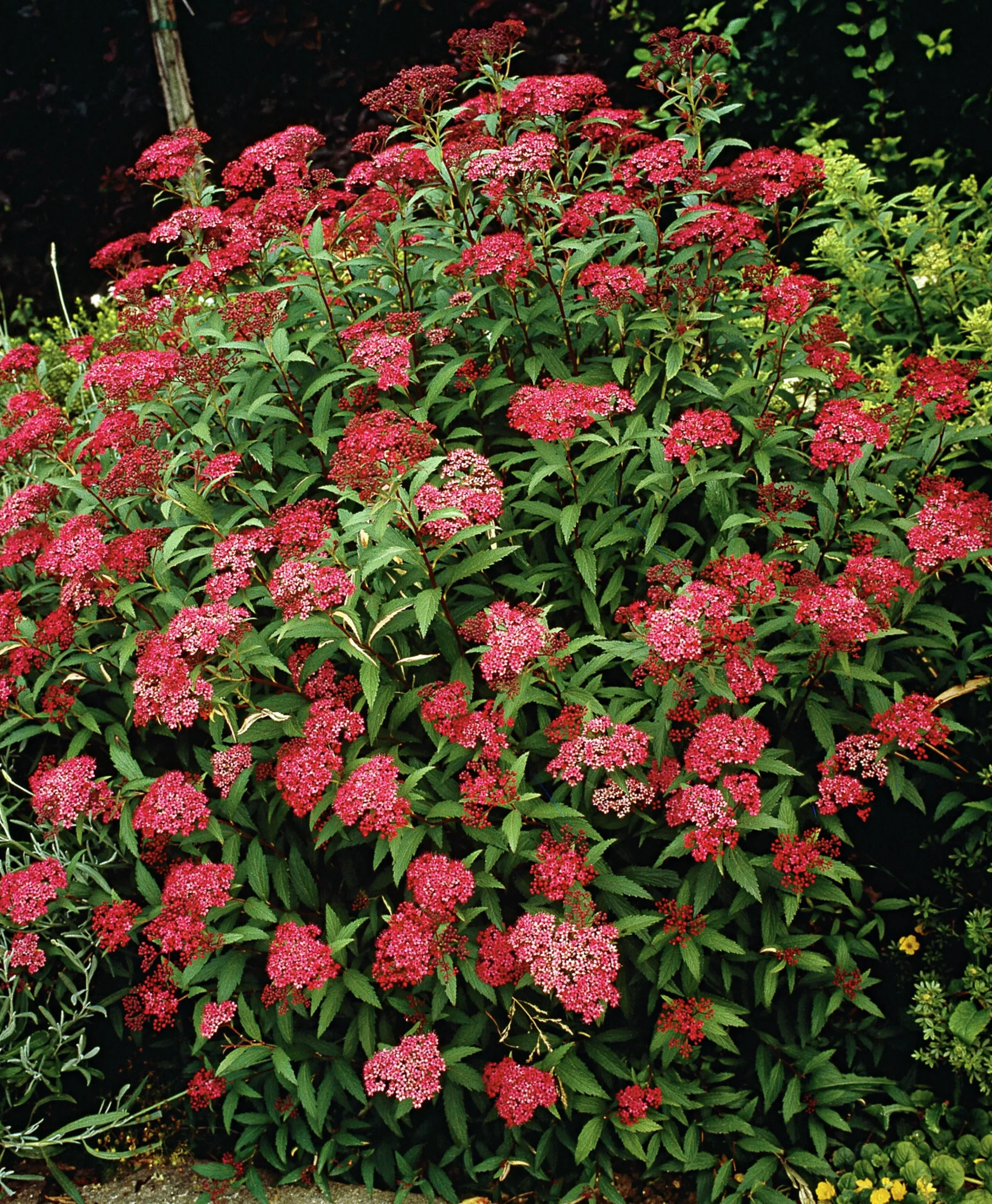 Rosenspirea 'Anthony Waterer' Krukodlad>Omnia garden Clearance