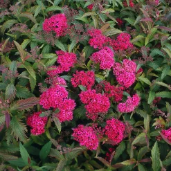 Rosenspirea 'Anthony Waterer' Barrotad>Omnia garden