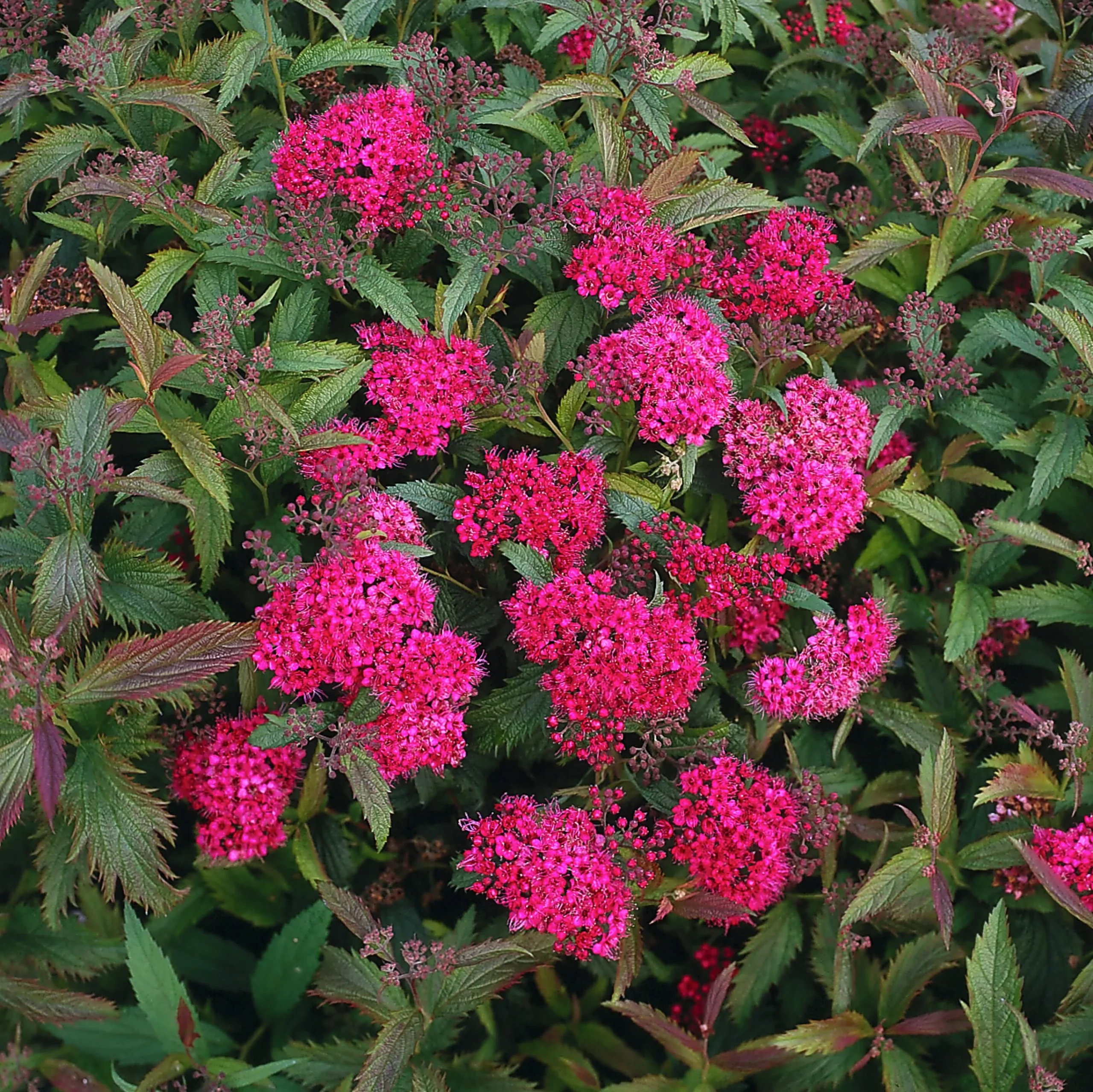 Rosenspirea 'Anthony Waterer' Barrotad>Omnia garden