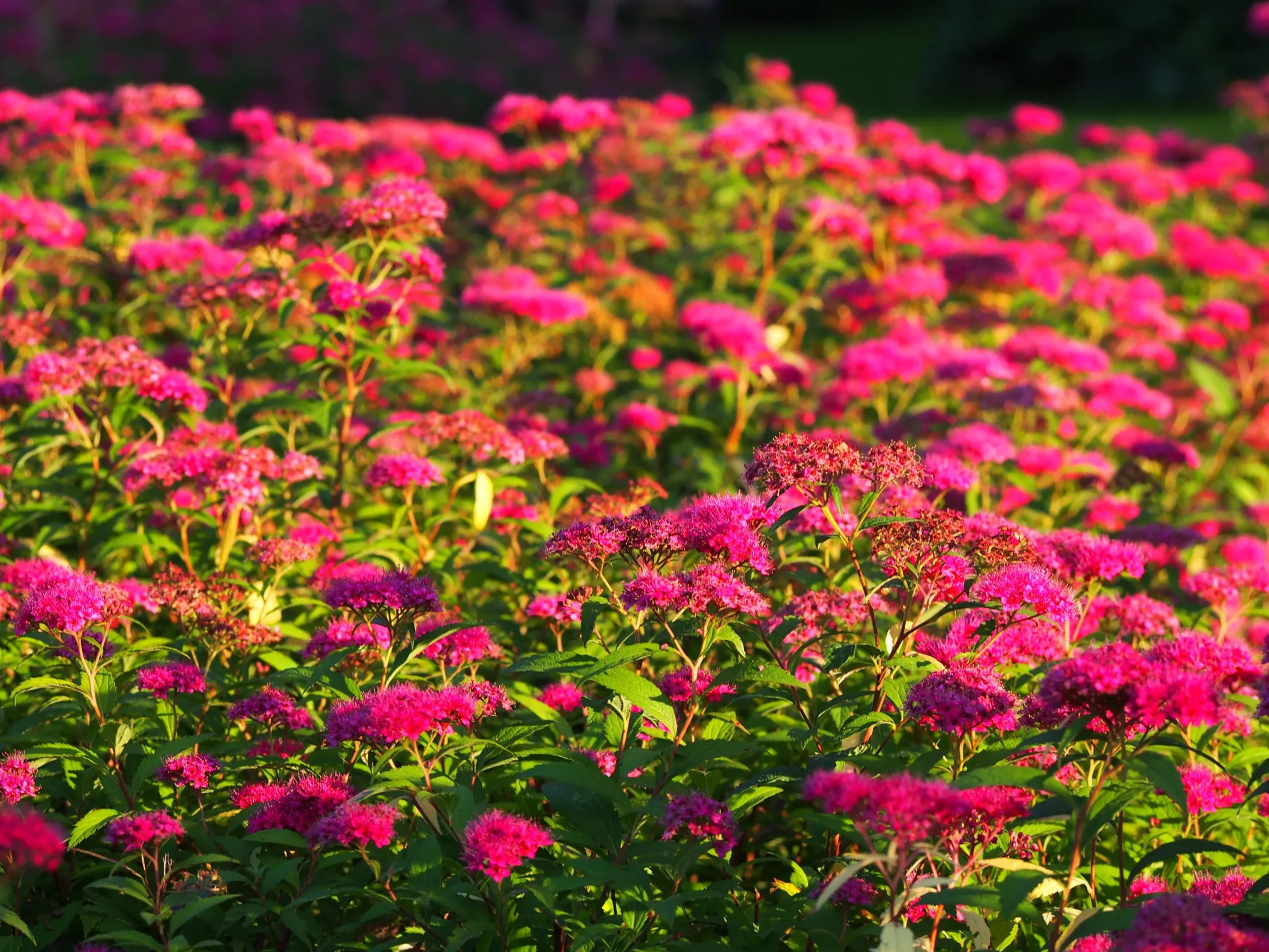 Rosenspirea 'Anthony Waterer' Barrotad>Omnia garden