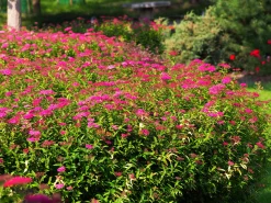 Rosenspirea 'Anthony Waterer' Barrotad><noscript><img width=