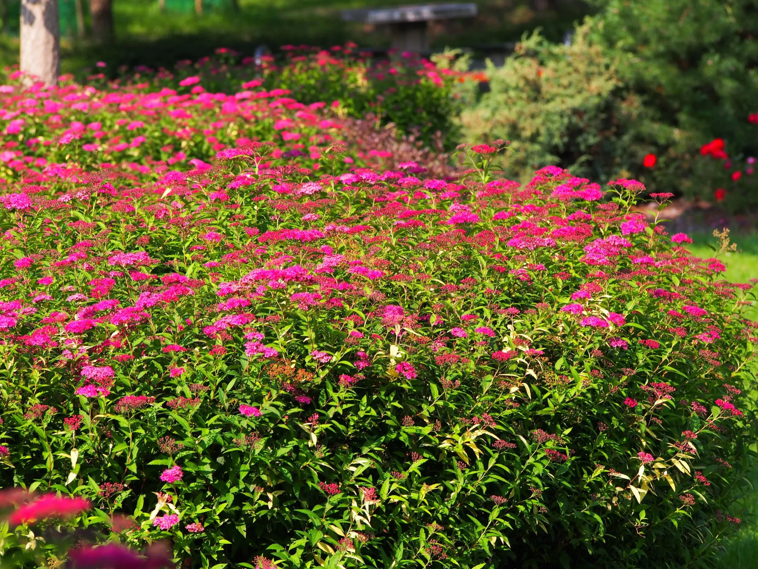 Rosenspirea 'Anthony Waterer' Barrotad>Omnia garden