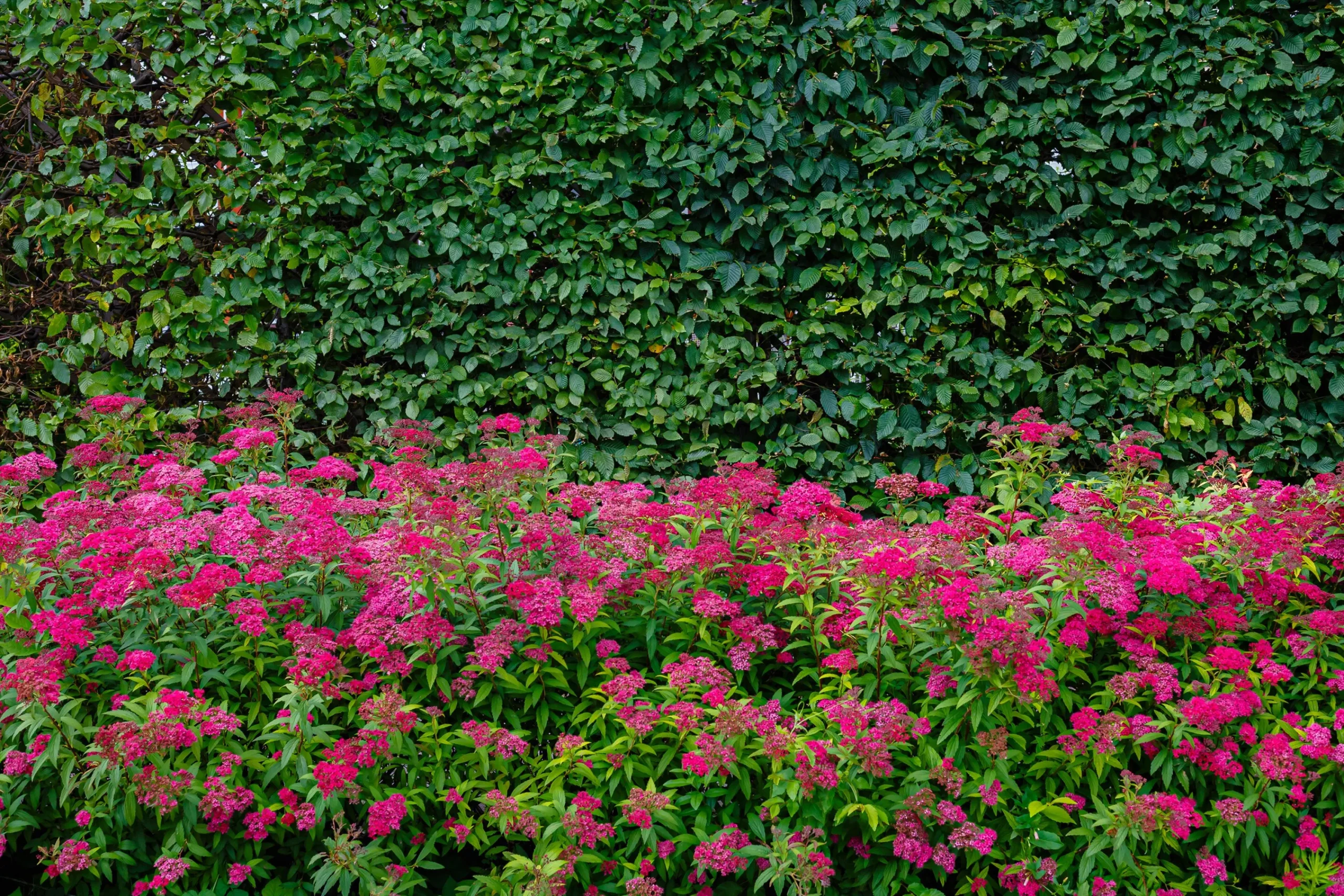Rosenspirea 'Anthony Waterer' Barrotad>Omnia garden