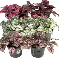 Rosenstänk lat. Hypoestes phyllostachya Mix>Danblumen New