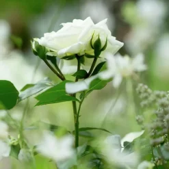 Rosjord & Perennjord Hasselfors 15L>Hasselfors Garden Online