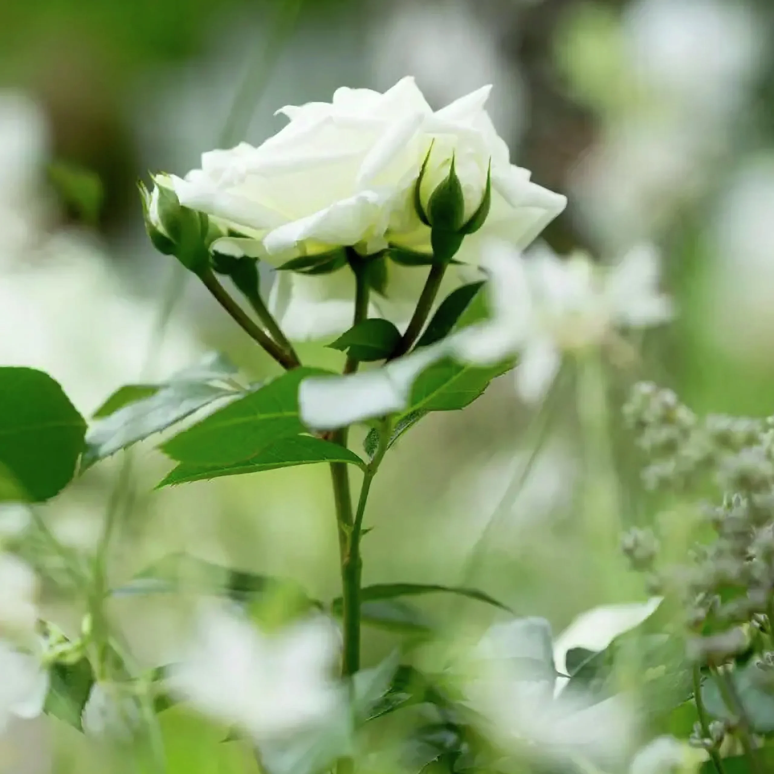 Rosjord & Perennjord Hasselfors 15L>Hasselfors Garden Online