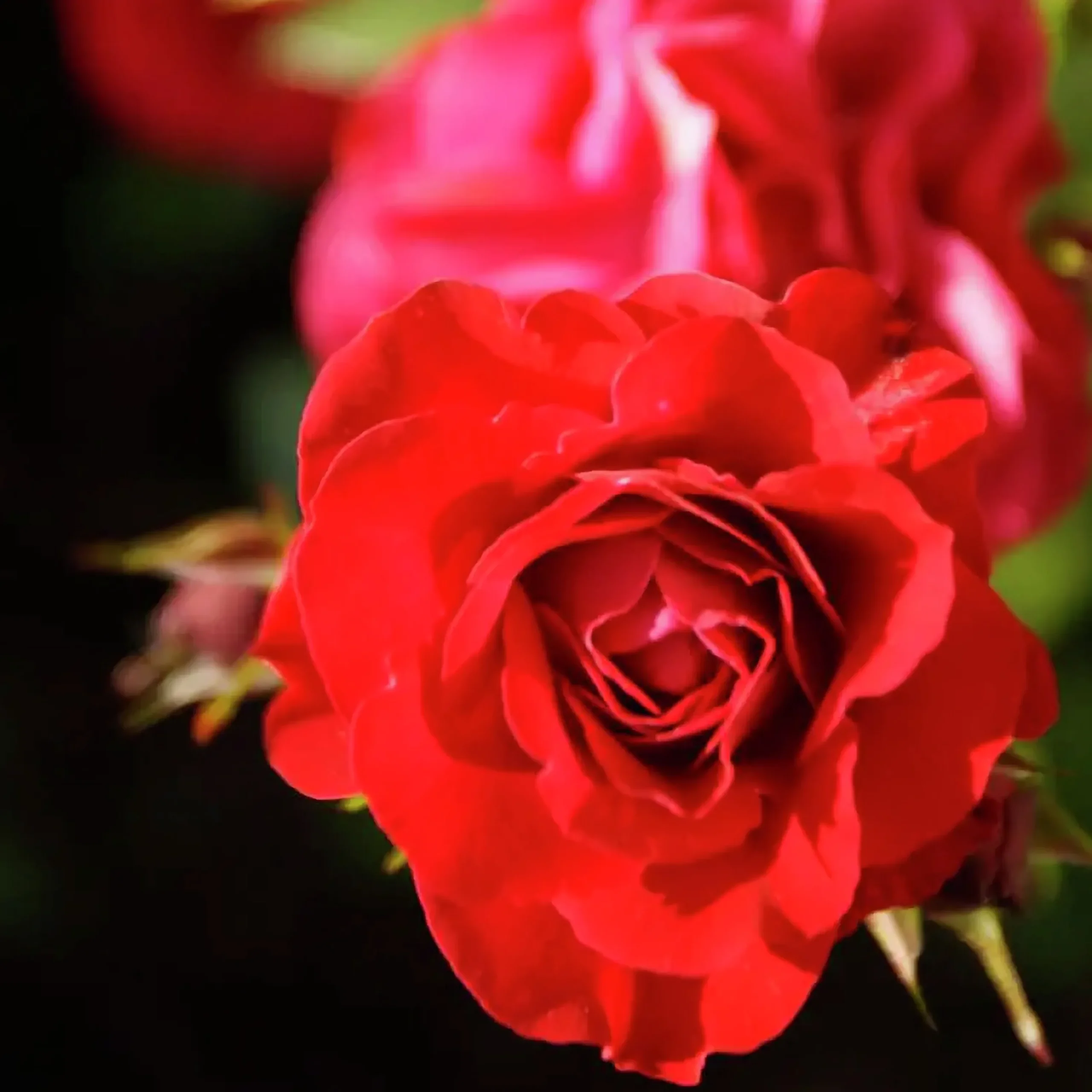 Rosjord & Perennjord Hasselfors 15L>Hasselfors Garden Online