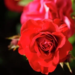 Rosjord & Perennjord Hasselfors 40L><noscript><img width=