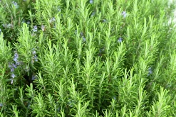 Rosmarin klassisk>Omnia garden Sale