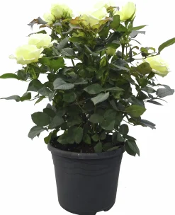 Rosor Flower Circus Mix 19cm kruka>Danblumen Best