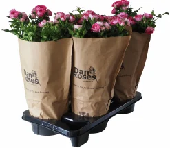 Rosor Flower Circus Mix 19cm kruka>Danblumen Best