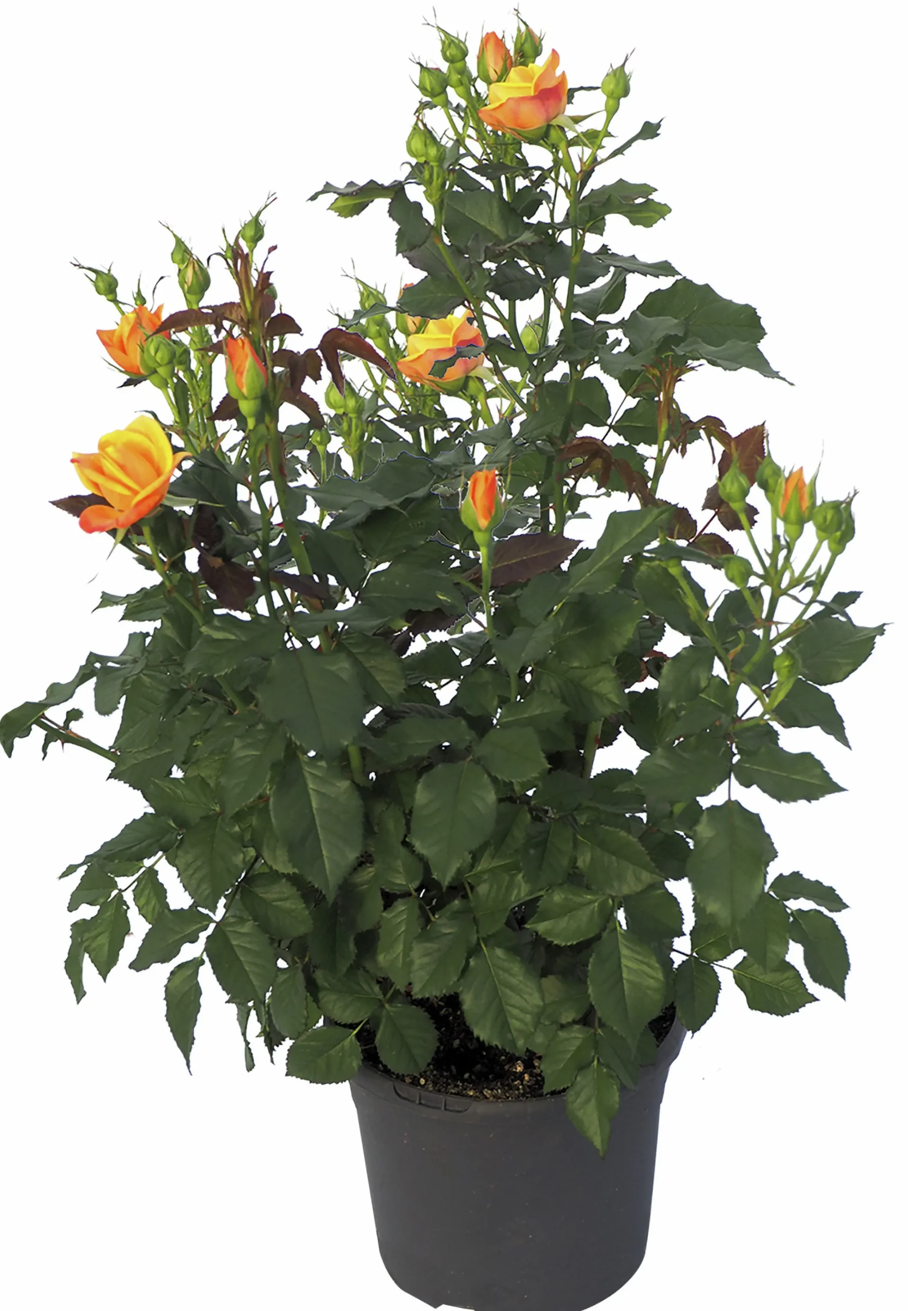 Rosor Flower Circus Mix 19cm kruka>Danblumen Best