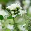 Ros- & Perennjord Hasselfors Helpall 48x40L (hemleverans)>Hasselfors Garden Best
