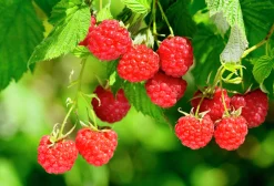 Rött Trädgårdshallon 'Heritage'>Omnia garden Best
