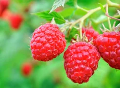 Rött Trädgårdshallon 'Preussen'>Omnia garden Sale