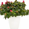 Rumsazalea lat. Rhododendron Azalea Röd/Vit>Arvidssons Hot