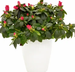 Rumsazalea lat. Rhododendron Azalea Röd/Vit>Arvidssons Hot